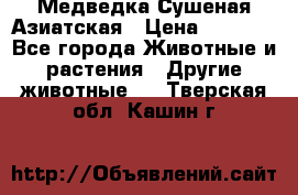 Медведка Сушеная Азиатская › Цена ­ 1 400 - Все города Животные и растения » Другие животные   . Тверская обл.,Кашин г.